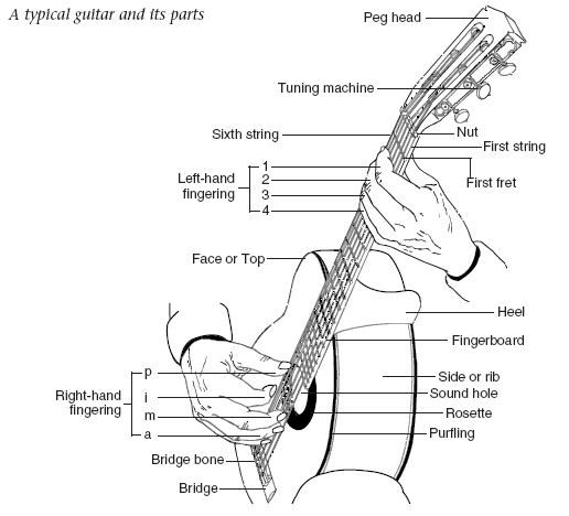 The Parts of the Guitar